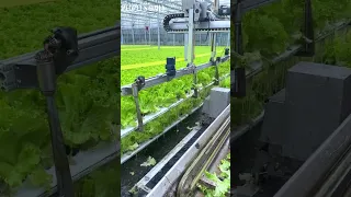 This is how hydroponic lettuce is harvested at a highly automated farming base in China.