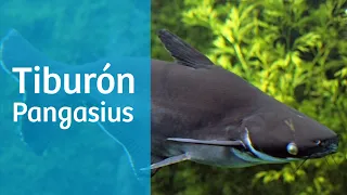 El tiburón pangasius