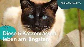 Diese 5 Katzenrassen leben am längsten