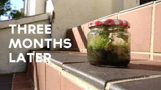 [DIY] Eternal Terrarium | 3 Months Later