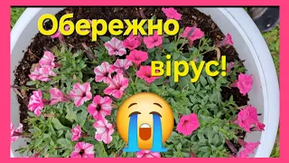 Про вірус на петунії! Обережно - це не лікується☝️!#петунія #вірус#українськийконтент