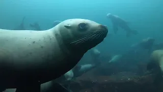 Sea Lions!  At Norris Rocks, Hornby Island - February 18, 2024