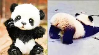 baby Pandas - funny and cute baby Panda video compilation