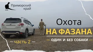 Охота на фазана. Один и без собаки. часть 2 (Pheasant hunting. Solo and without a dog. Part 2)