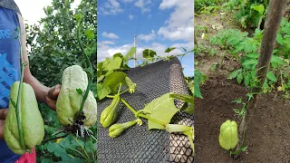 como plantar chuchu  da maneira certa /  mostrando o pé de chuchu