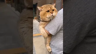 Funny video | Cat | Marmot