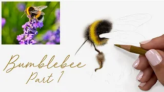 NEW TUTORIAL | Drawing a Realistic Bumblebee in Coloured Pencils - Part 1