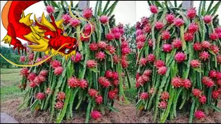 BUDIDAYA BUAH NAGA MODERN | Dragon Fruit With Modern Farming