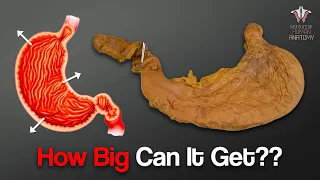 How Much Food Can the Human Stomach Hold???