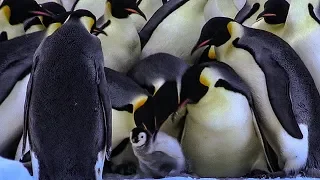 Penguins Kidnapping Other Young Chicks | BBC Earth