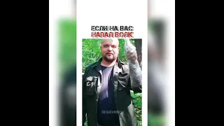 Если на вас напал волк. Как защищаться)