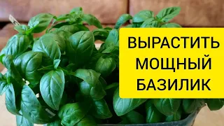 ВЫРАСТИТЬ МОЩНЫЙ БАЗИЛИК НА ОКНЕ