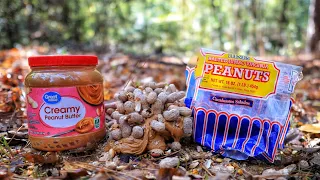 Trail Camera: What Happens When You Leave Peanut Butter in the Woods?