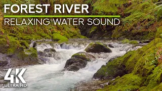 8 HRS Calming Forest Stream Sound & Birds Chirping to Create Relaxing Nature Ambience