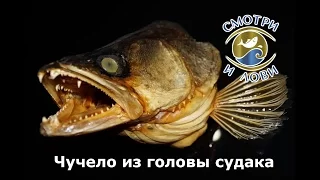 Чучело из головы судака