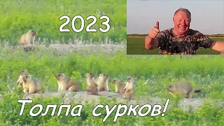 Охота на сурка 2023 в Оренбургской области. Толпа сурков!