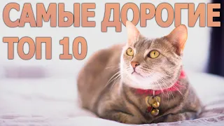 Топ 10 самых дорогих кошек в мире