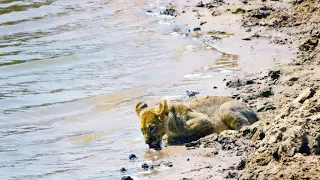 These Young Cubs Haven’t Yet Learned to be Afraid of Crocs