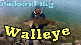 Biggest Walleye i caught in Southern Alberta | (New PB)
