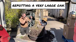 Repotting a Very Large Oak