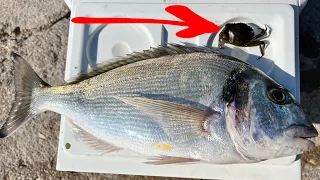 montage ligaturer du crabe pour la pêche à la dorade du bord de mer, digue et surfcasting