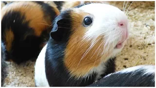 Signs Your Guinea Pig Is Angry