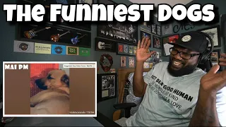 You will have tears in your eyes from laughing The Funniest Dogs Compilation 2020 | REACTION
