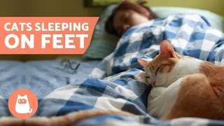 Why Does My CAT SLEEP on My FEET? 🦶🏻🐱💤 5 Reasons!