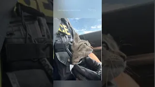 Officer rescues kitten during traffic stop #shorts