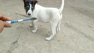 dog amazing friendship meeting new a cute  dog amazing friendship