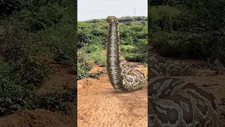 Big anaconda snake attack #shorts #snake