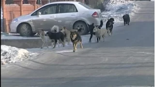 Подробности нападения стаи собак на девочку: ребенка искусал домашний пес