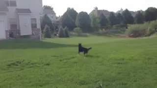 Husky vs Deer in the Backyard