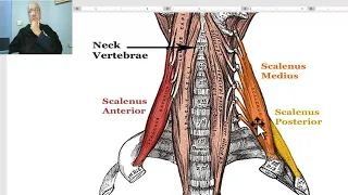 Anatomy of head and neck module in Arabic 67 (Scalene muscles, part 1) , Dr. Wahdan