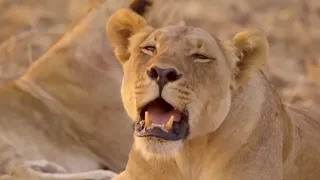 2022 Free Documentary Nature | African Lion Diary Chief and Notch | Wildlife Animal