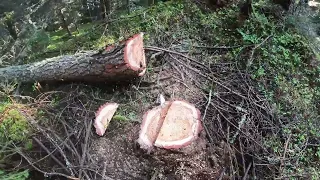 FORST / WOOD - Fällen dünner Bäume