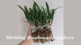 Dividing my Rootbound Overgrown Cattleya Orchid into 8 Divisions | 3 Years of Growth over Time