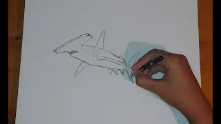 Como dibujar un tiburon martillo--How to draw a hammerhead shark