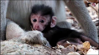 Very Pity Poor Tiny Baby Jorana,The Mother Put Him to Bed on The Ground,Look at Him Sadly