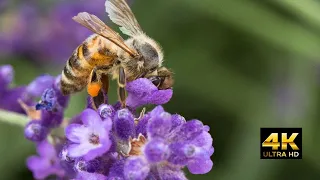 [4K]The secret to natural stress relief : Nature sound therapy-Birds singing in beautiful lavender!