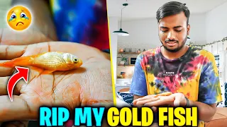 Mera Gold Fish Mar Gaya 😭