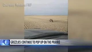 More grizzly bears popping up on the prairie