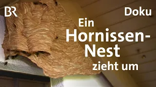 Hornissennest am Haus: So werden Hornissen umgesiedelt | Zwischen Spessart und Karwendel | BR