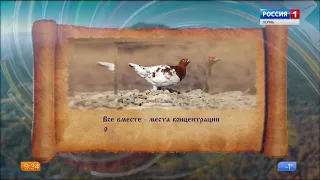 БАСЕГИ