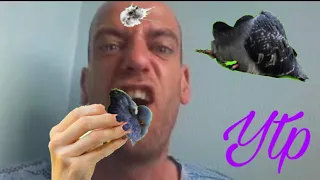 [YTP] Callum’s Corner Shows YOU How To EAT PIGEONS!