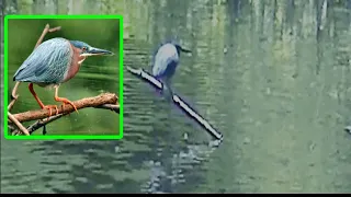 Observe the Behavior of the Green Heron at Cypress Wetlands Rookery, Port Royal S.C.