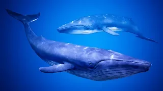 UE4 Blue Whale with Spline Animation