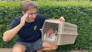 RESCUING BABY ANIMAL ! WHAT IS IT ?!