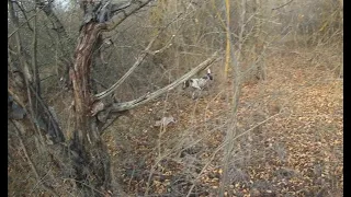 МАТЁРЫЙ КОСОЙ (охота на зайца)