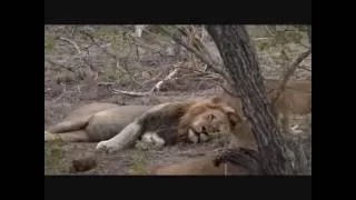 Pt 1 Wild Earth Live Sunset Safari Drive at 3:30  on Oct 14, 2016 ( Lions & Leopards )